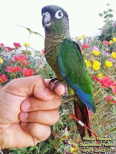 Oprema za kućne ljubimce: Povodci za papagaje – sigurnost, sloboda i poverenje u jednom! — 10