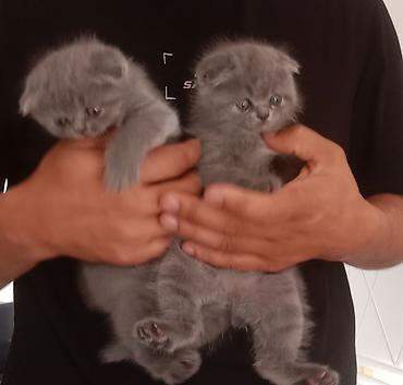 мышык кара балта: Британские короткошёрстные кошки, окрас лиловый (British Shorthair — 3