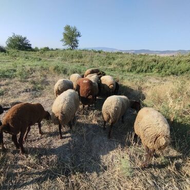 qoyun quzu satilir: Salam aleykum real alıcı narahat etsin 8 boğaz qoyundu 2 balali 1