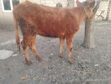 Inəklər, öküzlər: Qara dügə 8 aylıq boğazdır sakit heyvandi Qiymət 2100 Sarı dişi dana — 10