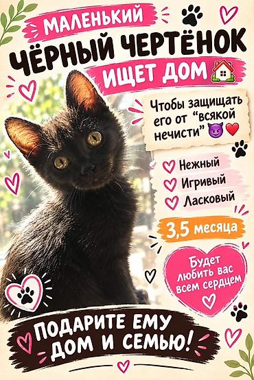Маленький чёрный котёнок ищет дом. Доставим сами. Бесплатно. Возраст