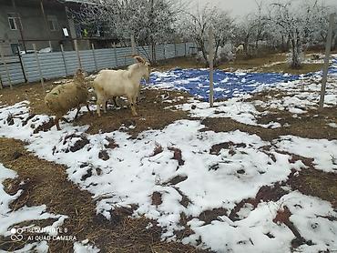 Keçilər, çəpişlər: Sistemləri Saanen keçiləri temiz saf qan keçiləri.iki dişi bir teke — 11