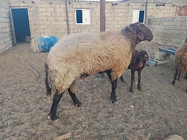 qala qoçu: Qala qoçu dırnağında prablem var kəsgiyə yarıyır əti 55,60 kq olar — 2