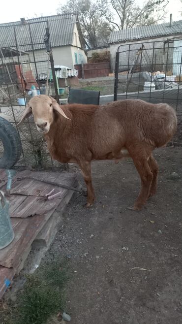 домик для кота: Продаю | Баран (самец) | Эдильбаевская | Для разведения