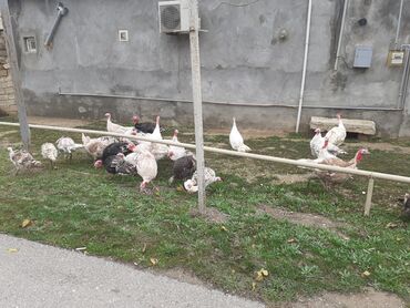 Hinduşka: Erkək, Ətlik, Ödənişli çatdırılma — 3