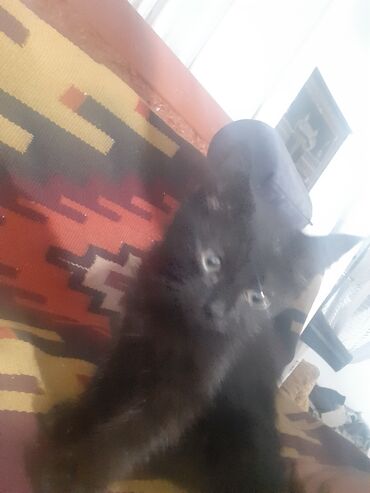 чёрные кошки: Отдам в хорошие руки котят, порода обычная домашняя кошка, окрас
