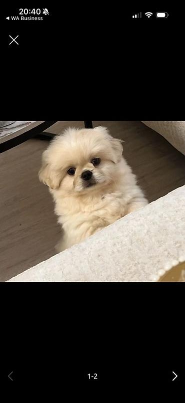 Pekines