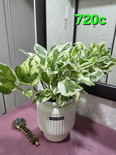 Монстеры: Монстера делициоза (Monstera deliciosa) в горшке - Эффектное — 29