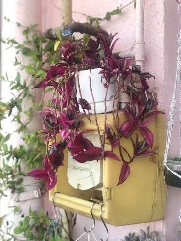 Otaq bitkiləri: Комнатные растения Крестовник — крупные и мини-растения Каменный — 17