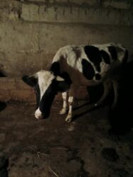 sağılan inekler: Dişi, Holsteyn, il: 2, 200 kq, Südlük, Pulsuz çatdırılma