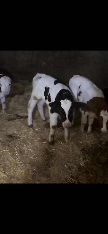 Dana, buzov: Satış üçün buzovlar - Növ: südlük/dana növü, qarışıq ləkəli rənglər — 7