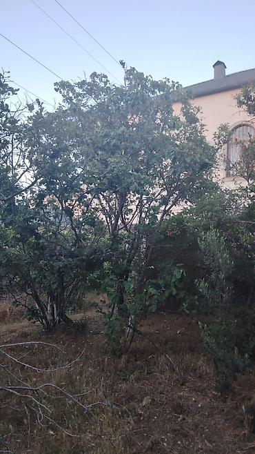 Salam Novxanıda 6sot bağ satılır sotu 9mine bağda cərəyan elektrik var