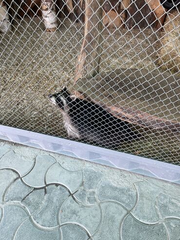 Услуги ветеринара: Ветеринардык врач …! Ветеринарный врач …! Узи🐄🐎🐑🐐🐕🐈 Бодо малга — 8