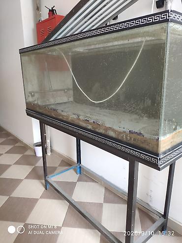 keci seki: Dördbucaq akvarium, Boş, 500 l, Ünvandan götürmə — 2