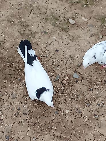 goyercin satisi 2019: Hazır cutdule qiymət sondur uçuşuna cavabdehliknen — 8