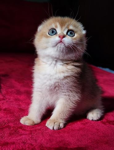 Продажа кошек: Скотиш Фолд (Шотландская вислоухая), 2 месяца, Мальчик, Золотая шиншилла — 15