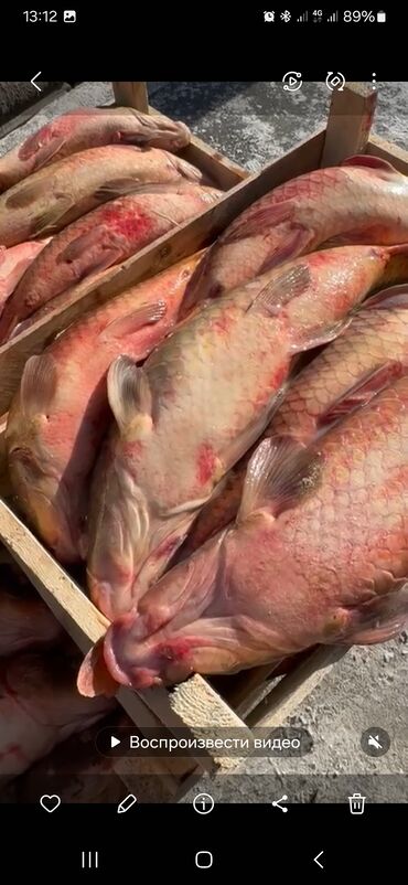 ленточная пила для мясо: Свежий, Более 10 кг