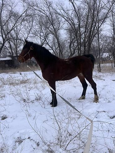 Лошади, кони: Продаю | Жеребец | Рабочий | Осеменитель — 1