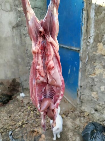 Ət: Dovşan eti halal kesilmiş halal ceki 1 ededi gelir 1k.800q. 1k.500q -da lalafo.az — 48 Ət: Dovşan eti halal kesilmiş halal ceki 1 ededi gelir 1k.800q. 1k.500q — 48
