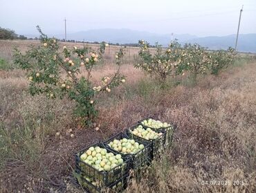 Продажа домов: Дача, 300 м², 2 комнаты, Собственник — 4