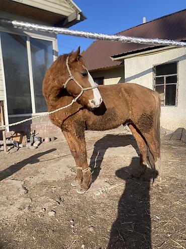 Лошади, кони: Продаю | Конь (самец) | Полукровка | Рабочий — 5
