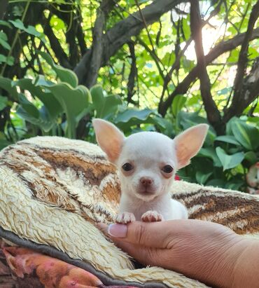 прививка для собак: Щенок чихуахуа -девочка с отличной родословной, клеймо в паху