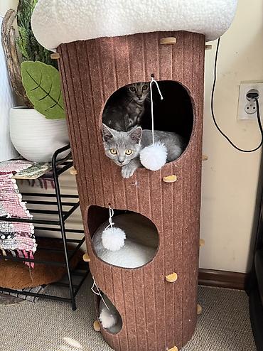 Животные: Котята домашние, короткошёрстные. Описание: - Окрас: есть — 5