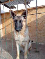 фонд помощи животным: Немис овчаркасы, 9 айлык, Эркек, Эмделген