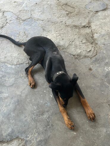 it satisi gence: Doberman, 5 ay, Erkek, Peyvəndli, Ünvandan götürmə
