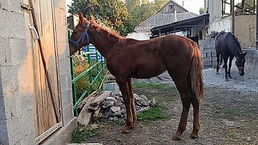 Лошади, кони: Продаю | Жеребец | Полукровка | Конный спорт — 1