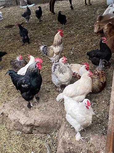 куриные ноги: Продаю | Куры | Брама | Для разведения — 1