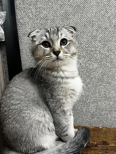 Скотиш Фолд (Шотландская вислоухая), 4 месяца, Мальчик, Приучена к лотку