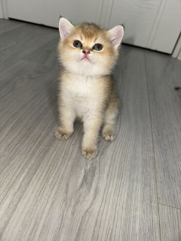 отдам в хорошие руки шотландского вислоухого котенка: Шиншилла