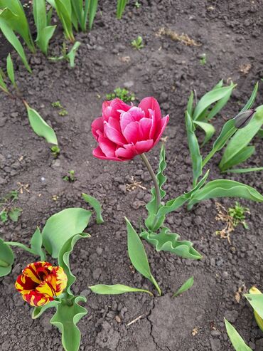 цветы тюльпаны: Семена и саженцы Тюльпанов, Самовывоз