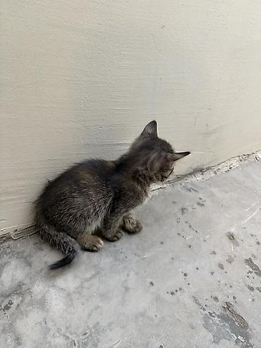 tap az ev heyvanlari: Yaxşı əllərə — 6