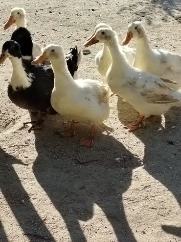 Digər quşlar: Sadəcə ağlar ördəkkər satılır 6 aylıqdır — 12
