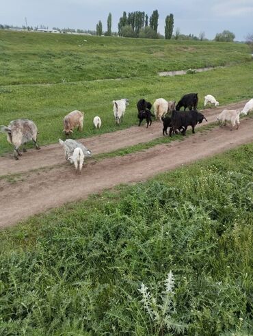 Козы, козлы: Продаю | Коза (самка), Козлёнок | Зааненская, Оренбургская, Битал | Для разведения, Для молока | Племенные