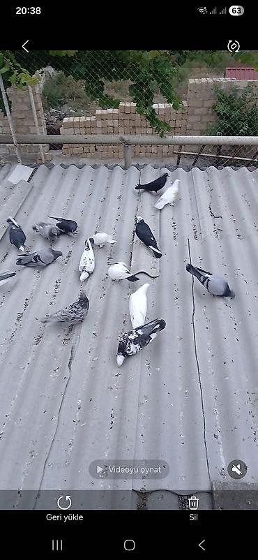 dekorativ goyərcin: 25dene terkitme quşlardı kim istese Bilecerde hamısı bir yerde 150azn — 1