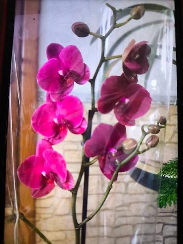 Другие товары для дома и сада: ОРХИДЕЯ ОРХИДЕЯ и ОРХИДЕЯ самое красивое и постоянно цветущий — 12
