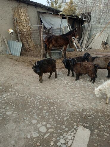 Козы, козлы: Продаю | Козлёнок | Для разведения at lalafo.kg — 3 Козы, козлы: Продаю | Козлёнок | Для разведения — 3