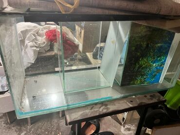 İtlər: Akvariumlar barter Olunur ev quşları ilə