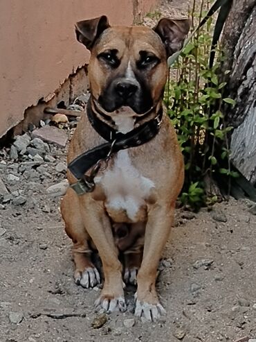 pitbul balasi qiymeti: Pitbul, 1 il, Erkek, Peyvəndli, Ödənişli çatdırılma