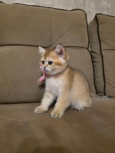 Кошки: Шотландская вислоухая — 7