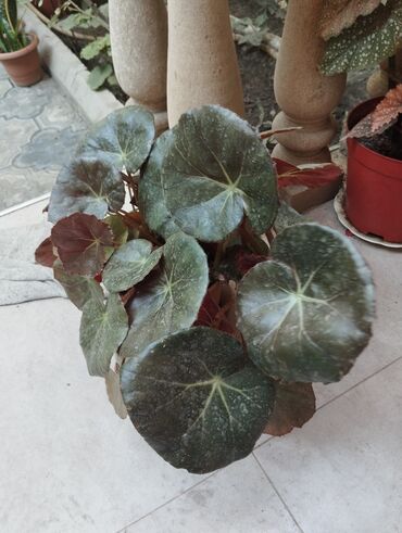 Ножи: Begonia 20 AZN satilir. balacaları da var. istəyən Vp sifariş edə