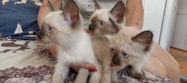 объявление щенки в добрые руки: Мышык бекер берилет: Сиам, 2 айлык, Эркек, Лотокко барууга үйрөтүлгөн