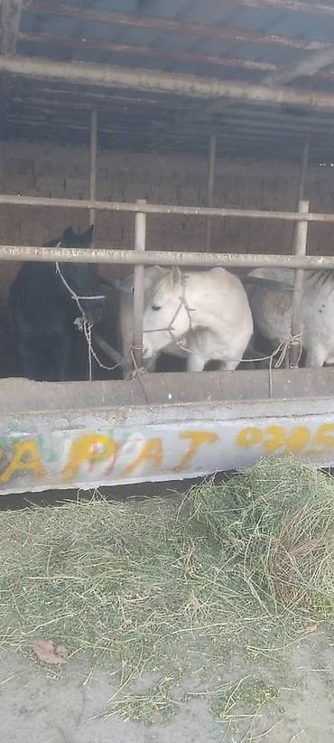 Выездные банкеты: Резат баран 999сом at lalafo.kg — 1 Выездные банкеты: Резат баран 999сом — 1