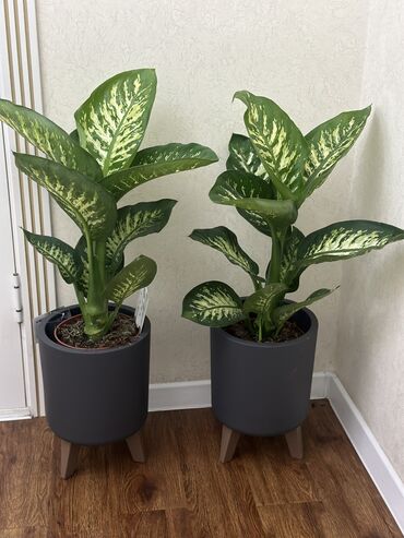 Другие комнатные растения: Продаю комнатные цветы! Зелёные, красивые, ухоженные — выращены с — 14