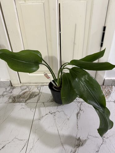 Женское счастье (Спатифиллюм): Комнатные цветы Диффенбахия 500 с Монстера 2000 Фиалки 250 с — 6