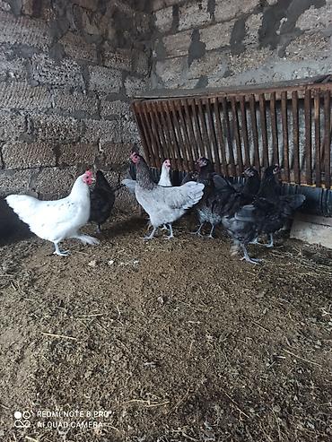 atlar: Toyuq, Australorp, Damazlıq, Ünvandan götürmə, Ödənişli çatdırılma — 1