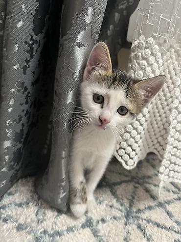 кошки сфинксы: Котята, домашние, разноокрашенные (белые с серо‑пятнистым хвостиком — 2